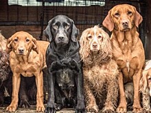 Фотогеничность на уровне «бог»: в Англии выбрали самых красивых и эмоциональных собак