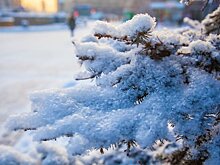 В Новосибирской области перед Новым годом усилили охрану лесов