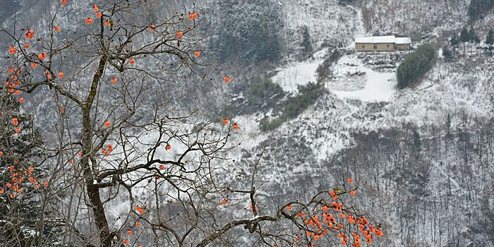 Хурма посреди снежного пейзажа в Центральном Китае