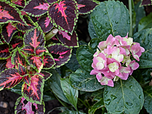 Систему мониторинга редких видов животных и растений создадут в Новосибирской области