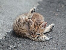 Появились подробности о деле с надругательством над котенком в Подмосковье