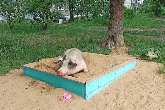 В магнитогорском поселке официально запретили разводить свиней