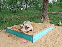 В магнитогорском поселке официально запретили разводить свиней