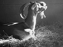 У Ченнинга Татума умерла коза