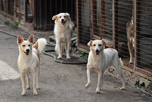 В Астрахани агрессивные жители нападают на ловцов бездомных собак