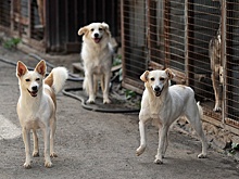 В Астрахани агрессивные жители нападают на ловцов бездомных собак