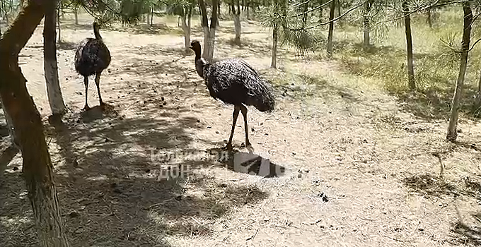 На острове в Ростовской области поселились страусы, фламинго и верблюды