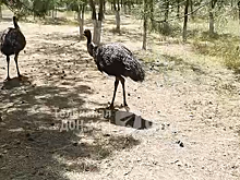 На острове в Ростовской области поселились страусы, фламинго и верблюды