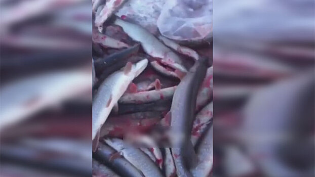 Якутские рыбаки сняли на видео нереальный улов