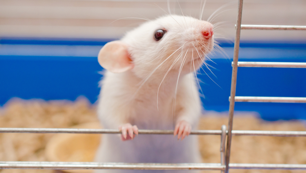 Застенчивые мыши оказались настойчивее в решении задач