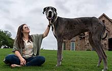В США умер самый высокий пес в мире по кличке Зевс