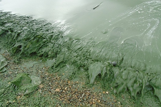 Технологию очистки водоемов Нижнего Тагила представят к весне