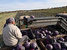 Денис Паслер поручил активизировать работу по вводу сельхозземель в оборот