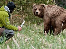 Медведица рискнула жизнью и пришла к людям. Она хотела, чтобы они спасли ее малыша