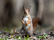 Собаку на поводок, колонку на минимум: на Куршской косе объявили месячник тишины