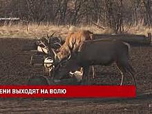 В заказнике &laquo;Горненский&raquo; выпустили оленей в естественную среду