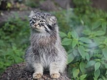 Спасение редких животных предложили упростить, но контролировать