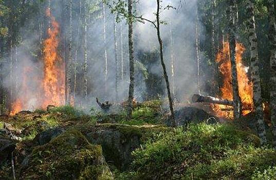 Два лесных пожара на площади 83 га действуют в Югре