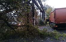 В Челябинске мусоровоз «прихватил» с собой дерево