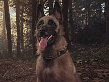 Blair Witch, Shenmue и другие в Humble-наборе You Can Pet The Dog