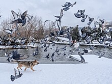 Спасатели специально ломают лед на водоемах Краснодара