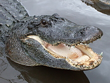 Аллигатор оказался причиной гибели пропавшего мальчика с аутизмом