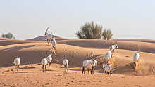 На территории ОАЭ выделили 9 особо охраняемых природных зон