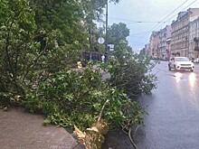 Дерево насмерть придавило ребенка во время шторма в Петербурге