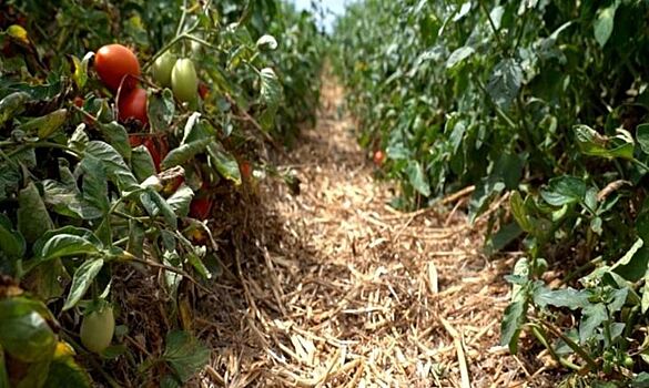 Регенеративное земледелие дошло до рассадных культур