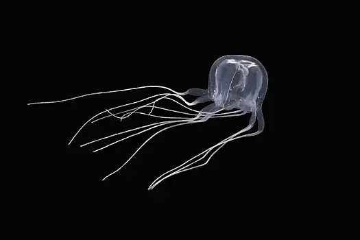 В Китае обнаружили существо с 24 глазами