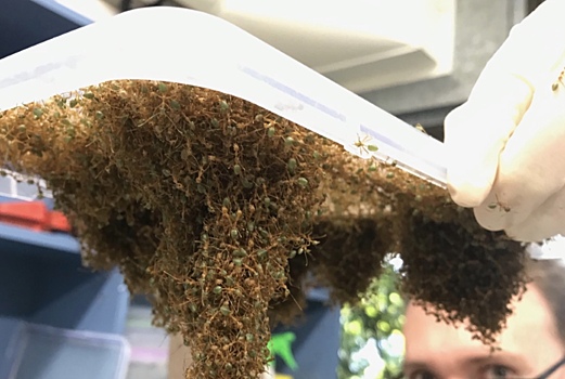 Ученые разгадали принцип работы муравьев-портных