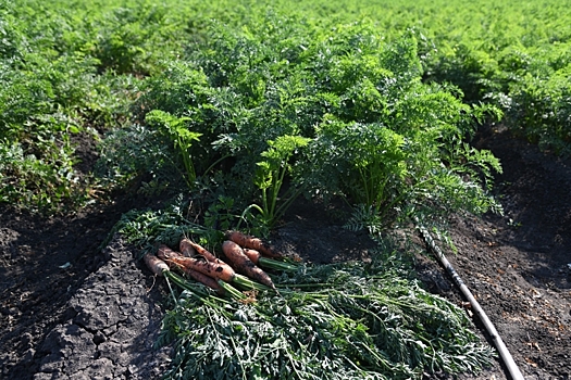 Агроном рассказал, почему морковь «уходит в цвет»