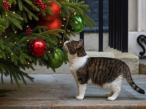 Хозяин резиденции премьера Британии демонстративно не пошел вместе с Зеленским