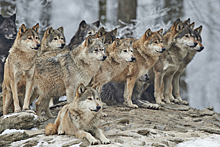 "Ситуация опасная": в российском поселке нашествие волков