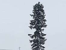 В Березовском жители подняли на смех елку-ершик