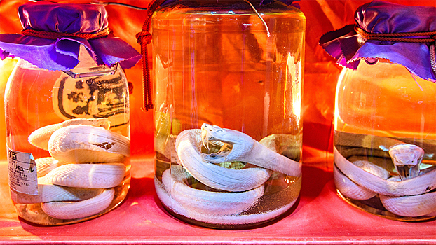 «Змеиное вино» с редкой коброй обернулось серьезными проблемами для россиянки