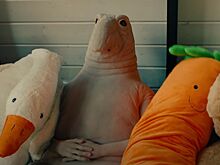 Вышел первый трейлер фильма «Ждун» про героя мемов