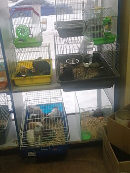 Попугаи, морские свинки и белки в Кемерове оказались нелегалами