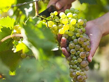 Россельхозбанк принял участие в презентации "Винного гида России-2022"