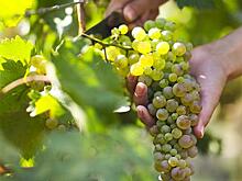 Россельхозбанк принял участие в презентации "Винного гида России-2022"