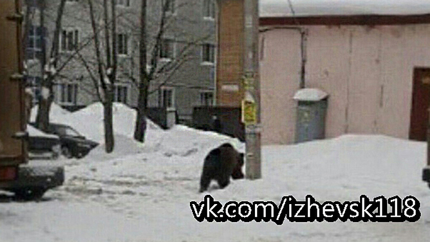 Полиция Ижевска выясняет обстоятельства прогулки медведя по улицам города