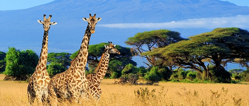 В Кении начали принимать туристов без виз