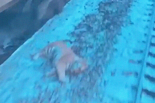 В Хабаровском крае поезд сбил амурского тигра