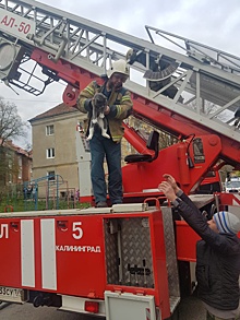 В Калининграде забравшийся на дерево кот мяукал три дня, не давая спать горожанам