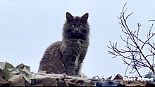 Боевой кот «Черномырдин» спасает солдат от дронов ВСУ