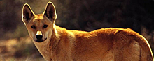 Австралийские динго занимают промежуточное звено между волками и собаками