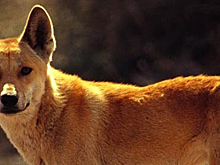 Австралийские динго занимают промежуточное звено между волками и собаками
