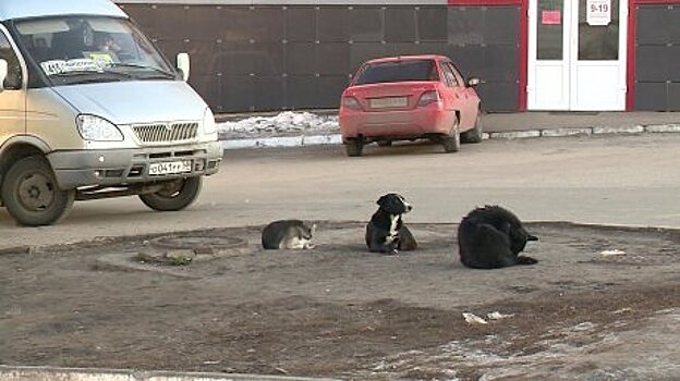 Приют для бродячих животных появится за пределами Кузнецка