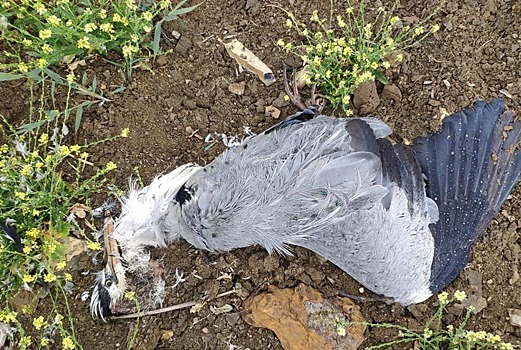 Мертвых рыб и птиц обнаружили на Новомарьевском лимане