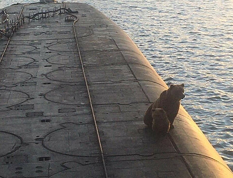Медведица с медвежонком посетила подлодку на Камчатке: всё закончилось печально